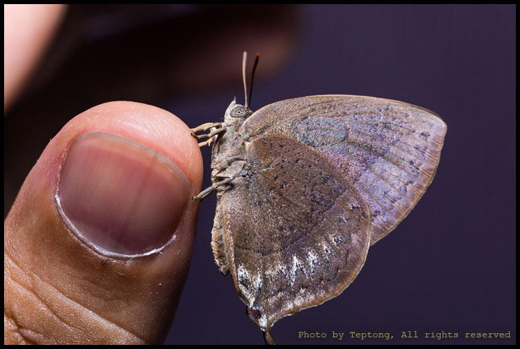 5D3 2164 ผีเสื้อม่วงใบไม้ (Purple Leaf Blue, Amblypodia anita) เกาะนิ้วมือ