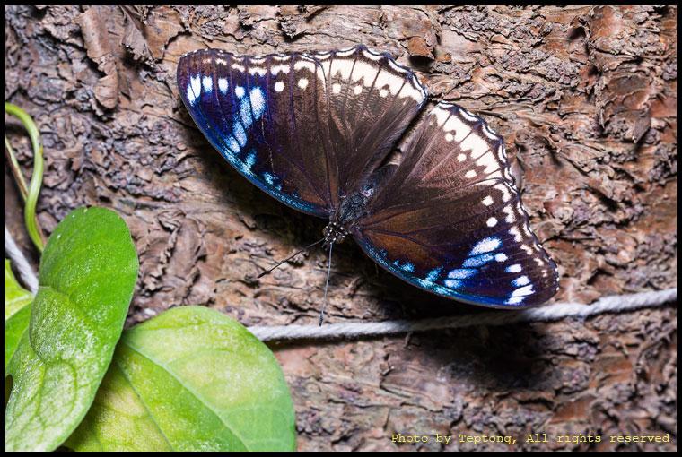 5D3 2192 ผีเสื้อปีกไข่ใหญ่ (Great Eggfly, Hypolimnas bolina) เพศเมีย