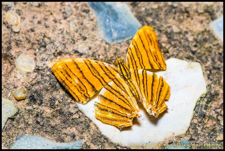 5D3 2220 ผีเสื้อแผนที่แดงธรรมดา (Common Maplet, Chersonesia risa) เกาะหาอาหารที่พื้น