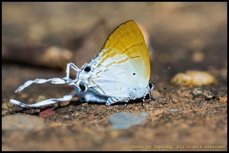 5D3 2248 ผีเสื้อหางพลิ้ว (Fluffy Tit, Hypolycaena amasa) หรือบางทีก็เรียกว่า ผีเสื้อหางพริ้ว
