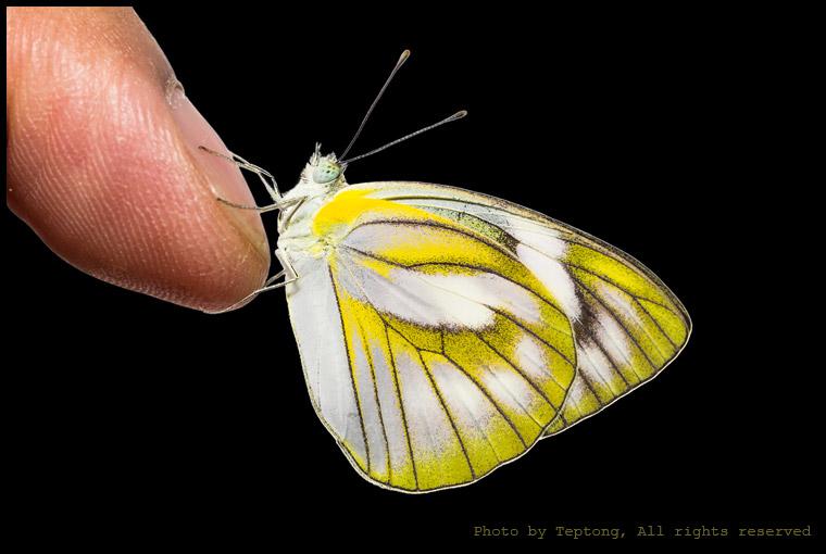5D3 2348 ผีเสื้อหนอนใบกุ่มเส้นดำ (Striped Albatross, Appias olferna) เพศเมีย
