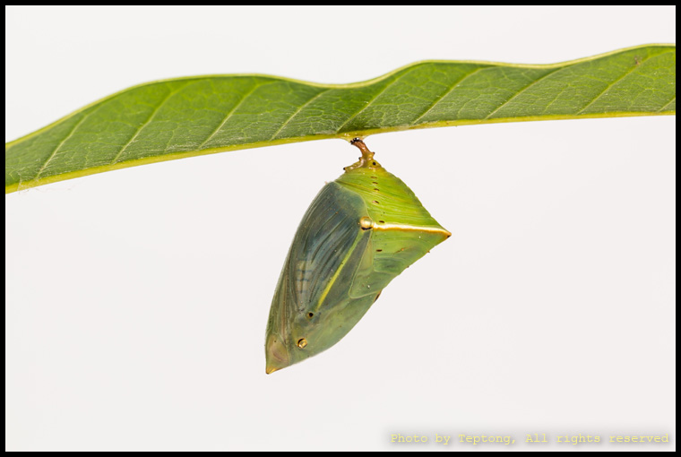 5D3 2437 ดักแด้ผีเสื้อบารอนหนอนมะม่วง ด้านข้าง