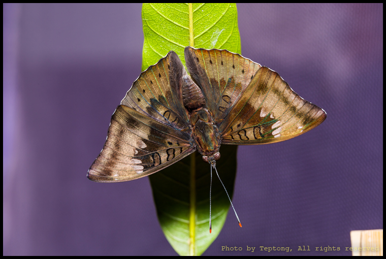 5D3 2454 ผีเสื้อบารอนหนอนมะม่วง (Mango Baron, Euthalia aconthea garuda)