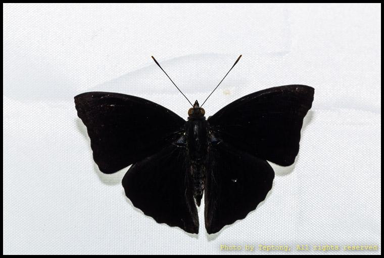 5D3 2598 ผีเสื้อเจ้าชายดำสยาม (Siamese Black Prince, Rohana parisatis pseudosiamensis) เพศผู้ ปีกบนจะมีสีดำสนิทแทบไม่เห็นลวดลายอะไรเลย