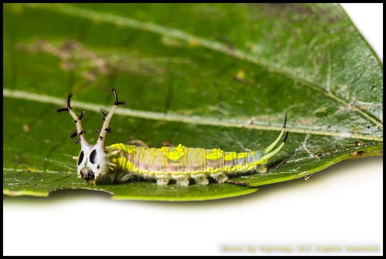 5D3 2743 หนอนผีเสื้อปาชาธรรมดา (Common Pasha, Herona marathus) เป็นหนอนที่หน้าตาน่ารัก มีเขาเหมือนเขากวาง