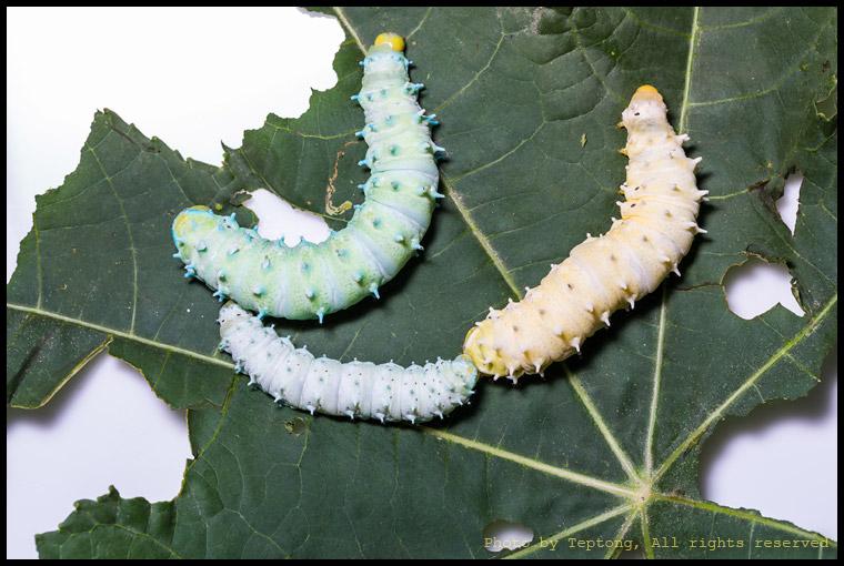 5D3 2757 หนอนมอธไหมอีรี่ (Eri Silkmoth, Samia canningii) หนอนระยะสุดท้ายบางทีก็มีสีแตกต่างกันได้ตามภาพ