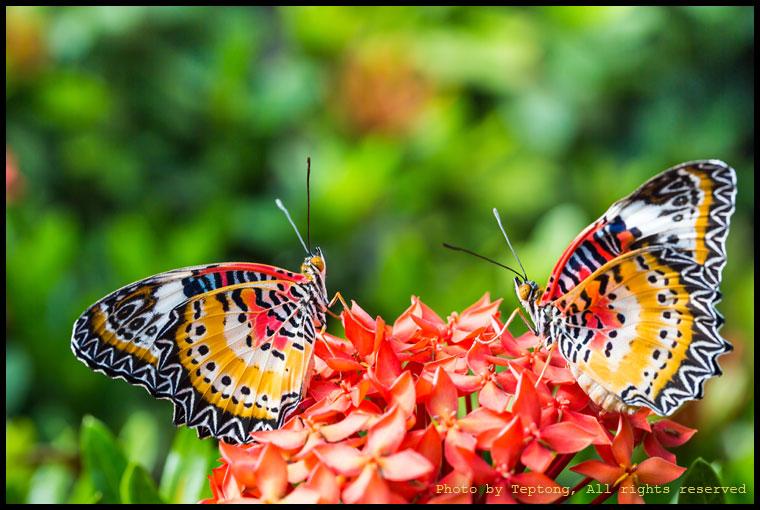 5D3 2769 ผีเสื้อกะทกรกธรรมดา (Leopard Lacewing, Cethosia cyane euanthes) เพศผู้จะมีปีกล่างที่มีสีแดงสดกว่าเพศเมีย