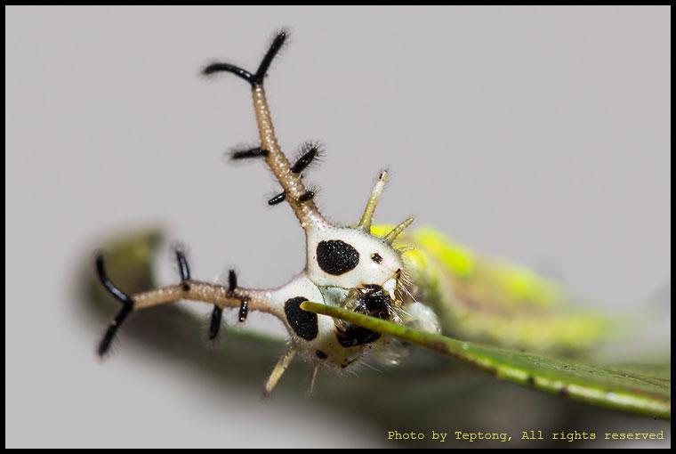5D3 2810 หนอนผีเสื้อปาชาธรรมดา (Common Pasha, Herona marathus) กำลังแทะกินใบไม้พืชอาหาร