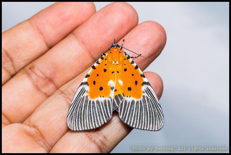 5D3 2820 มอธลายเสือแถบกว้าง (Peridrome orbicularis) เพศเมีย เกาะบนมือ