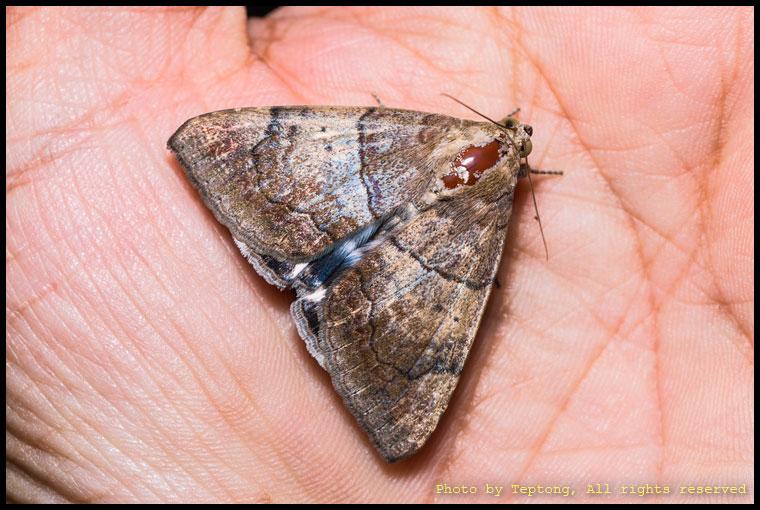 5D3 2927 มอธหนอนคืบละหุ่ง (Castorbean semilooper, Achaea janata) ด้านหลัง เกาะอยู่บนฝ่ามือ