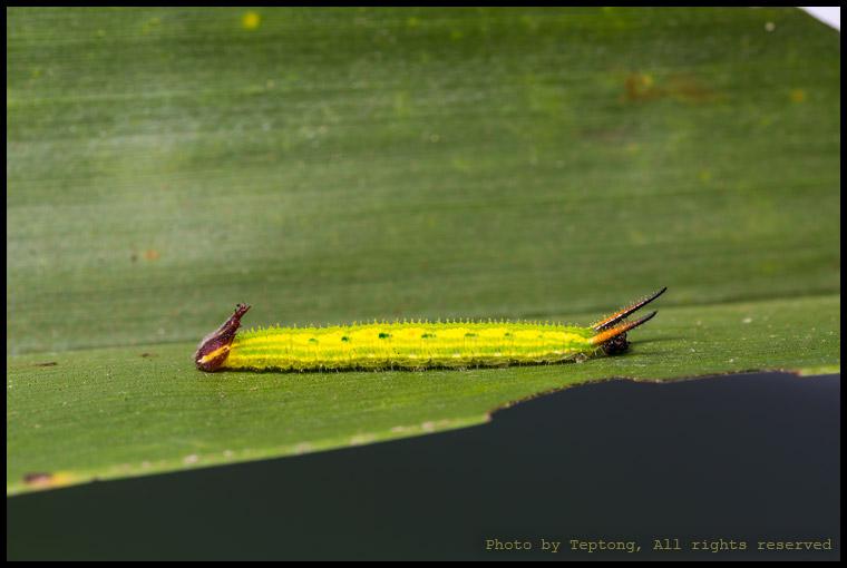 5D3 2939 หนอนผีเสื้อหนอนมะพร้าวธรรมดา (Common Palmfly, Elymnias hypermnestra)