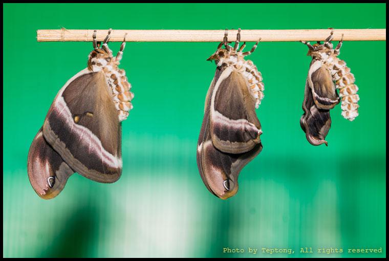 5D3 3031 มอธไหมอีรี่ (Eri Silkmoth, Samia canningii) เพิ่งออกจากดักแด้ เกาะห้อยขยายปีกเรียงลำดับตัวซ้ายเกิดก่อนไล่ไปขวาเกิดทีหลัง