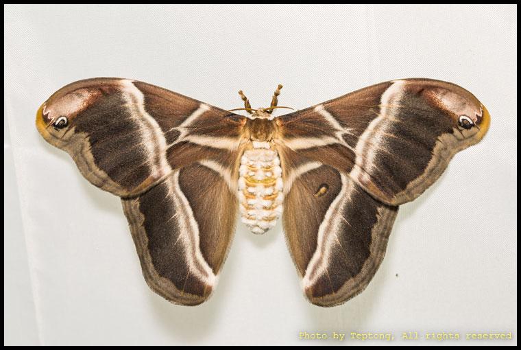 5D3 3077 มอธไหมอีรี่ (Eri Silkmoth, Samia canningii) เพศเมีย