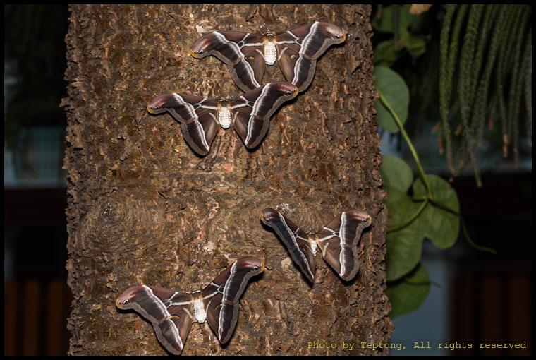 5D3 3171 มอธไหมอีรี่ (Eri Silkmoth, Samia canningii) เกาะอยู่บนต้นไม้ (เพศผู้)