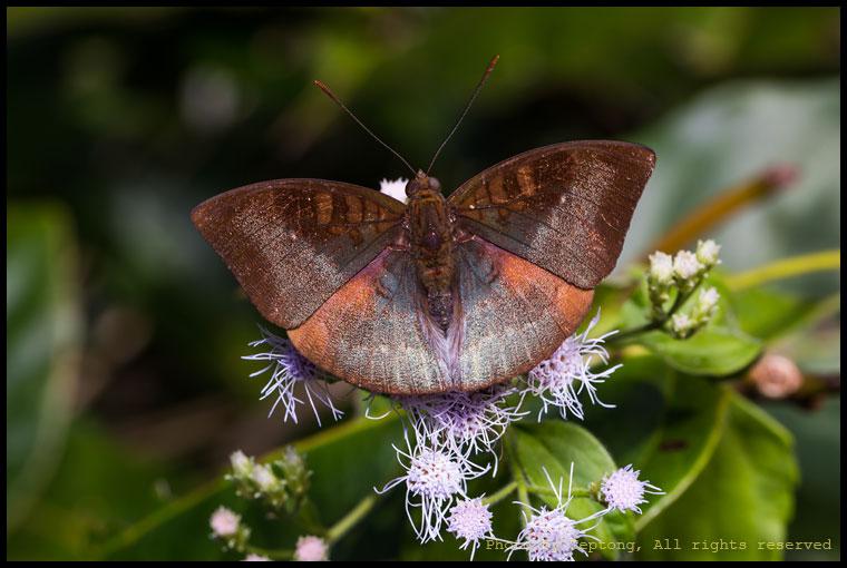 5D3 3235 ผีเสื้อบารอนมลายู (Malay Baron, Euthalia monina) แปลกที่ชื่อมลายูแต่เจอทั่วไปแถวนี้นี่เอง