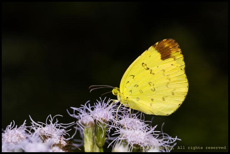 5D3 3241 ผีเสื้อเณร น่าจะเป็นเณรธรรมดา (Common Grass Yellow, Eurema hecabe) มาเกาะดูดกินน้ำหวานจากดอกหญ้าสาบเสือ