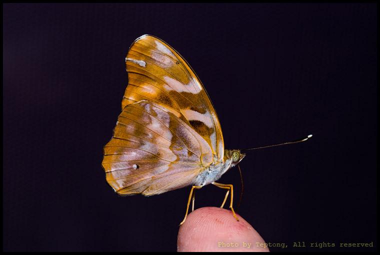 5D3 4073 ผีเสื้อปาชาธรรมดา (Common Pasha, Herona marathus) ด้านข้าง (ปีกล่าง)