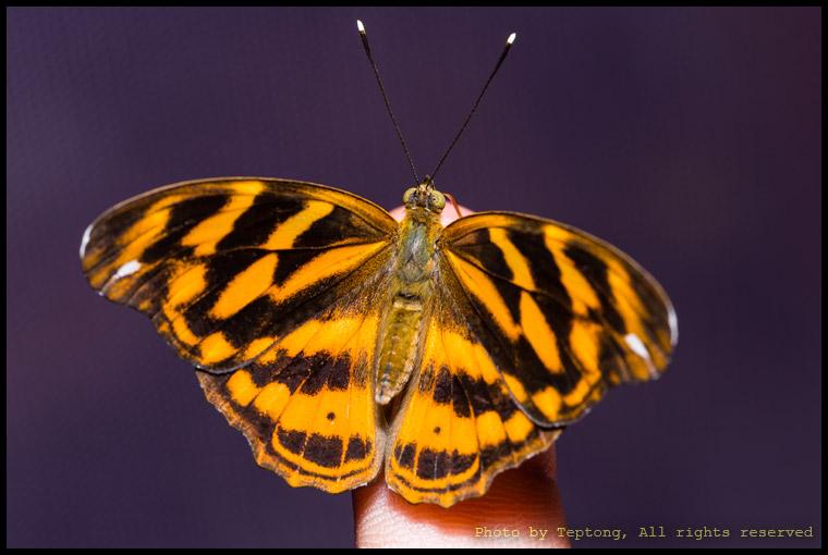 5D3 4083 ผีเสื้อปาชาธรรมดา (Common Pasha, Herona marathus) ปีกบน