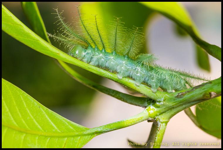 5D3 4253 หนอนผีเสื้อบารอนหนอนมะม่วง (Mango Baron, Euthalia aconthea garuda) เป็นหนอนที่ไม่มีพิษใดๆ โปรดสังเกตุรูปร่างที่แตกต่างจากหนอนร่านที่มีพิษโดยสิ้นเชิง