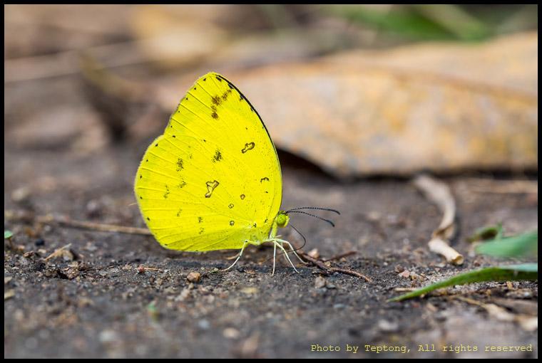 5D3 4277 ผีเสื้อเณร (ตัวนี้น่าจะเณรธรรมดา)