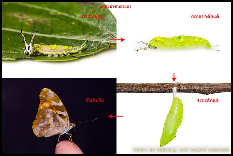 5D3 Lcc วงจรชีวิตผีเสื้อปาชาธรรมดา (Common Pasha, Herona marathus) ระยะหนอน-ตัวเต็มวัย