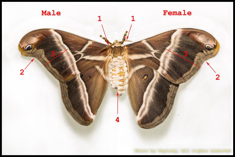 Eri silkmoth comparison male vs female ภาพเปรียบเทียบมอธไหมอีรี่เพศผู้ด้านซ้ายและเพศเมียด้านขวา จุดที่ใช้จำแนกมี 4 จุดตามที่แสดงในภาพ (ควรดูประกอบกัน)