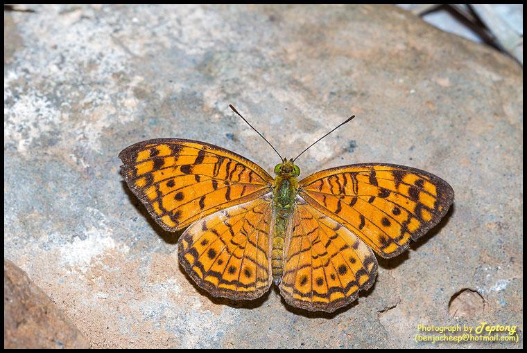 IMG 0002 ผีเสื้อเสือดาวเล็ก (Small Leopard, Phalanta alcippe)