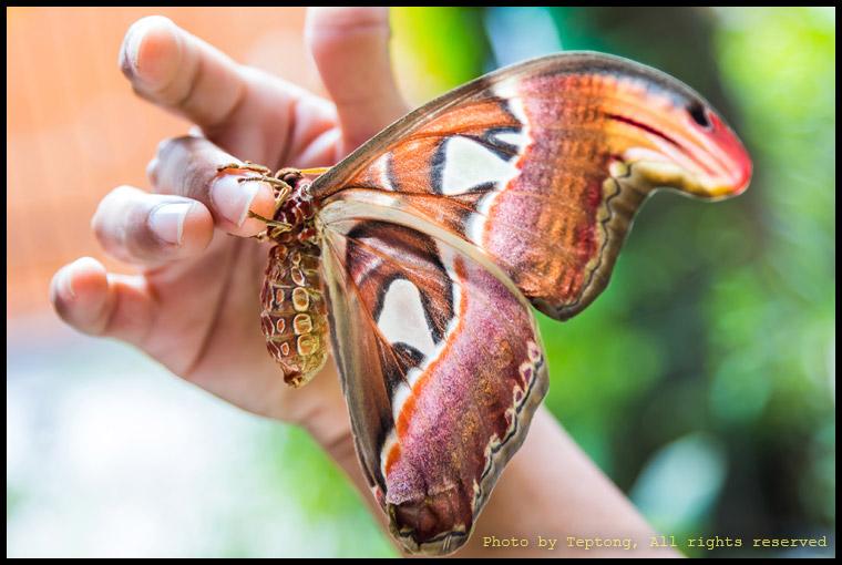 IMG 0022 ผีเสื้อยักษ์ หรือมอธหนอนกระท้อน เกาะนิ้วมือ