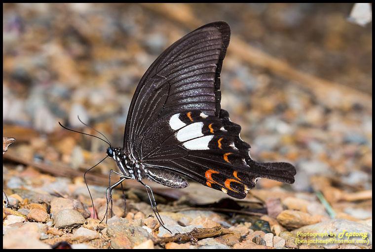IMG 0064 ผีเสื้อหางติ่งเฮเลน (Red Helen, Papilio helenus) กำลังดูดกินแร่ธาตุตามพื้นในธรรมชาติ