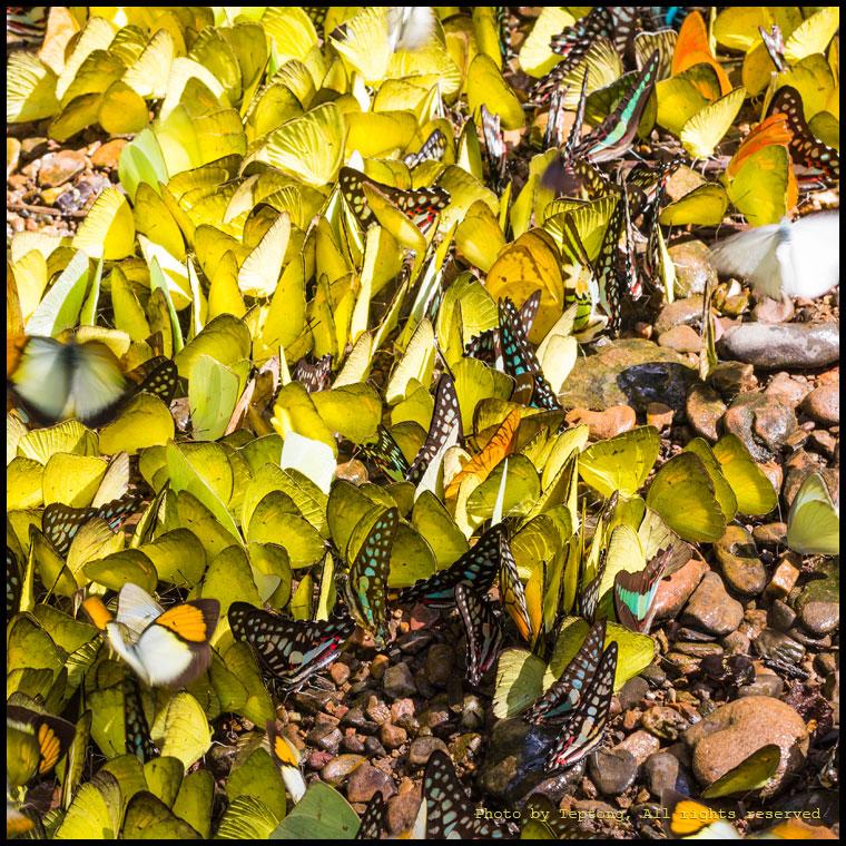 IMG_0148_s ผีเสื้อลงโป่ง มีหลากหลายชนิดเบียดเสียดแน่นไปหมด เจาะจงถ่ายตัวไหนไม่ได้เลย