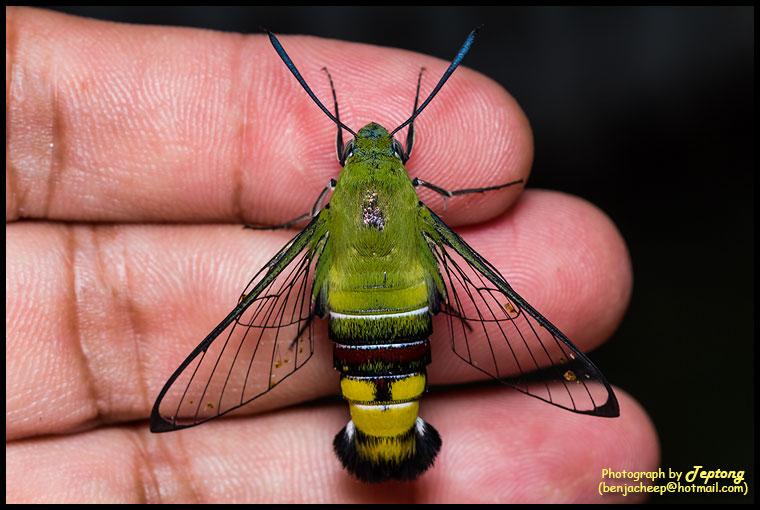 IMG 0172 มอธจรวดเขียวปีกใส (Pellucid hawk moth, Cephonodes hylas) เกาะอยู่บนมือ