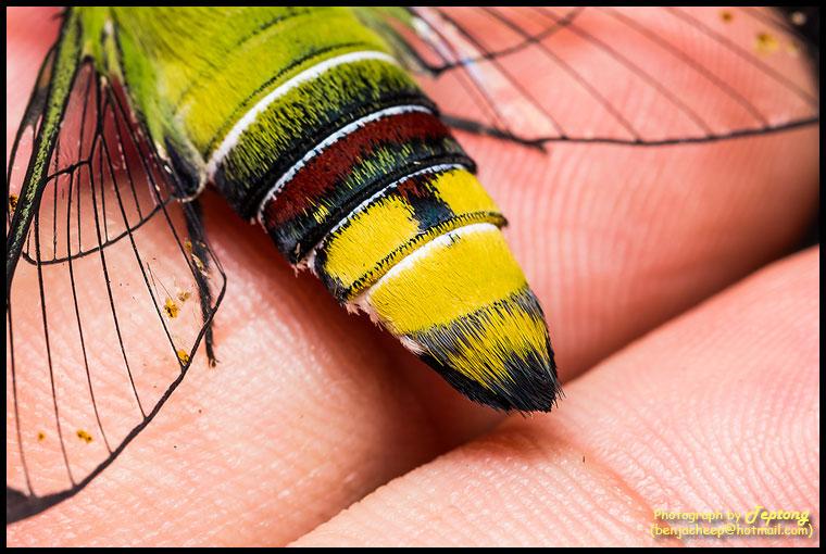 IMG 0173 มอธจรวดเขียวปีกใส (Pellucid hawk moth, Cephonodes hylas) ถ่ายเน้นดูที่บริเวณก้น
