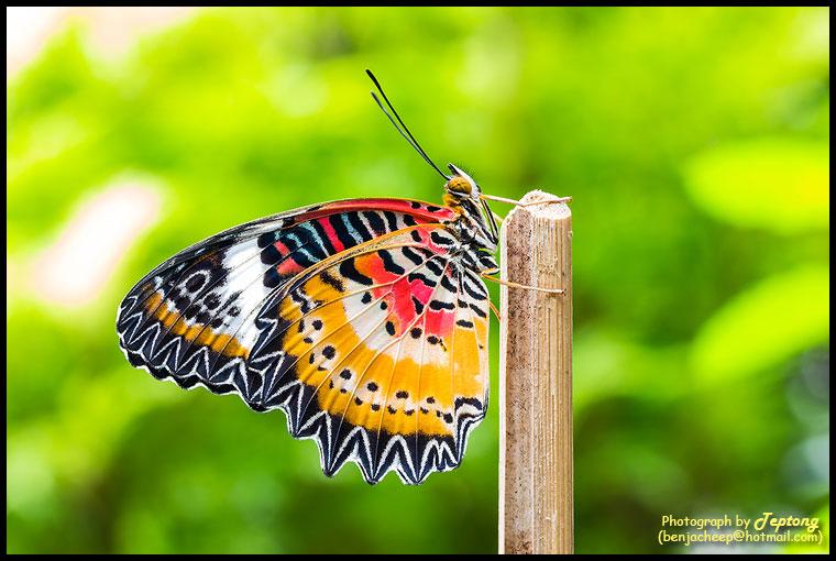IMG 0180 ผีเสื้อกะทกรกธรรมดา (Leopard Lacewing, Cethosia cyane euanthes) เพศผู้