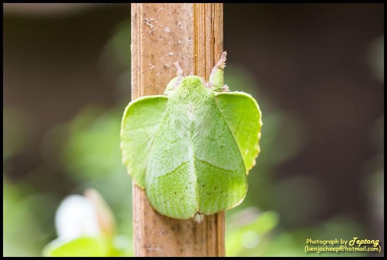 IMG 0185 มอธบุ้งชมพู่ (Trabala sp.) เพศผู้