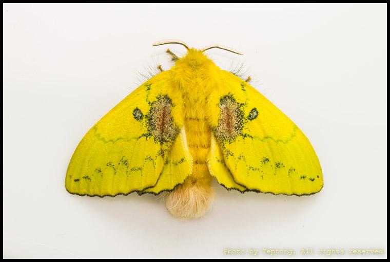 IMG 0213 มอธบุ้งชมพู่ (Trabala sp.) เพศเมีย