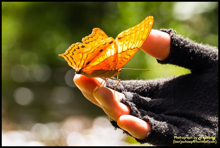 IMG 0217 ผีเสื้อตาลหางแหลมธรรมดา (Common Cruiser, Vindula erota erota) บินมาเกาะนิ้วมือดูดกินเหงื่อ