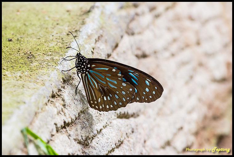 IMG 0371 ผีเสื้อหนอนใบรักฟ้าใหญ่ (Dark Blue Tiger, Tirumala septentrionis) ที่ชันตาเถร ชอบเกาะอยู่รวมๆกับพวกผีเสื้อจรกา