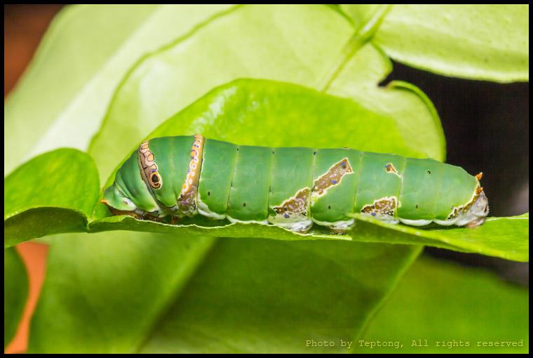 IMG 1437 หนอนผีเสื้อหางติ่งธรรมดา หรืออาจจะเป็นหนอนผีเสื้อหนอนมะนาวก็ไม่แน่ใจ
