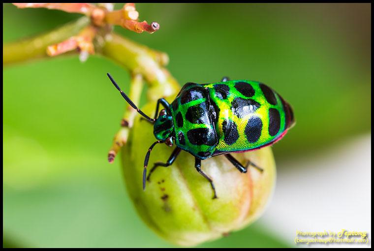 IMG 1463 แมลงนี้น่าจะชื่อว่า มวนตองแตก หรือมวนลิ้นจี่ ชื่ออังกฤษคือ Jewel bug สีสวยงามแต่น่าจะเป็นศัตรูพืช