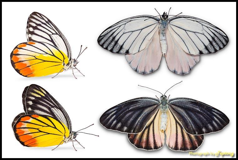 IMG 1539-3 ภาพเปรียบเทียบผีเสื้อหนอนกาฝากธรรมดา ซ้ายปีกล่าง ขวาปีกบน ด้านบนเพศผู้ ด้านล่างเพศเมีย