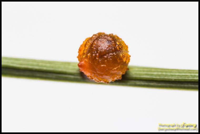 IMG 1619 ภาพถ่ายซุปเปอร์มาโครของ ไข่ผีเสื้อหางตุ้มจุดชมพู (Common Rose, Pachliopta aristolochiae goniopeltis)