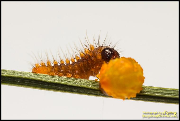 IMG 1705 ภาพถ่ายซุปเปอร์มาโครของ หนอนผีเสื้อหางตุ้มจุดชมพู (Common Rose, Pachliopta aristolochiae goniopeltis) เพิ่งฟักออกจากไข่ กำลังแทะเปลือกไข่เป็นอาหารมื้อแรก
