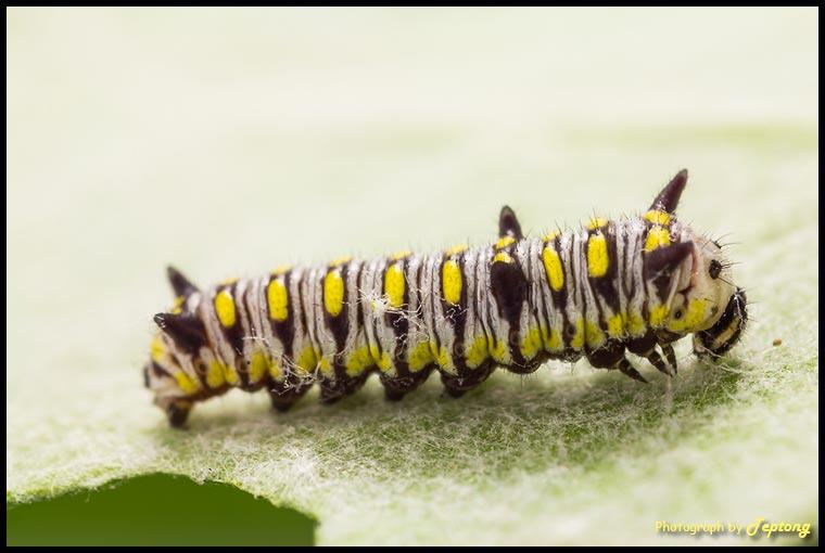 IMG 1717a หนอนใบรักธรรมดา แรกเกิด (อายุประมาณ 3 วัน)