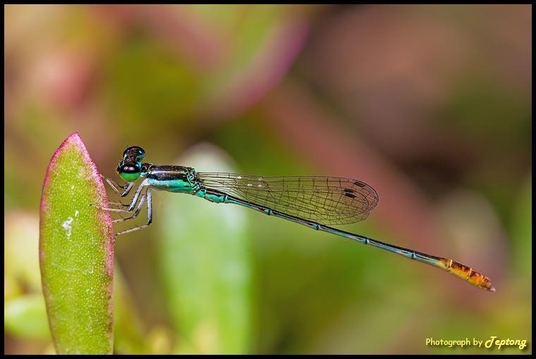 IMG 1761 แมลงปอเข็มไม่ทราบชนิดครับ