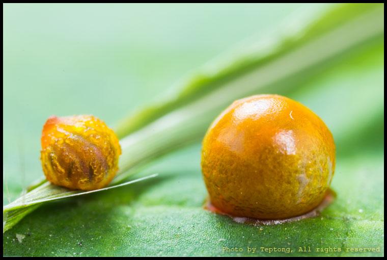 IMG 1784 ภาพถ่ายซุปเปอร์มาโคร เปรียบเทียบไข่ผีเสื้อหางตุ้มจุดชมพู(ซ้าย) กับไข่ผีเสื้อถุงทองธรรมดา(ขวา)