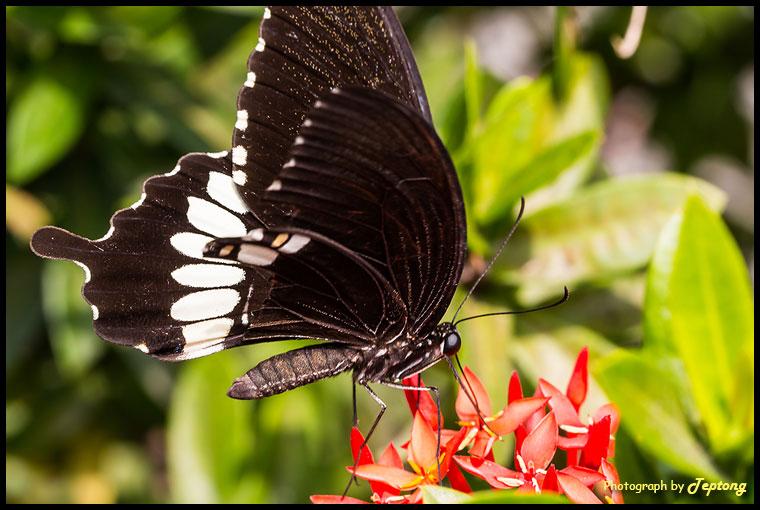 IMG 1793 ผีเสื้อหางติ่งธรรมดา (Common Mormon, Papilio polytes) ชอบมาเกาะกินน้ำหวานจากดอกเข็ม