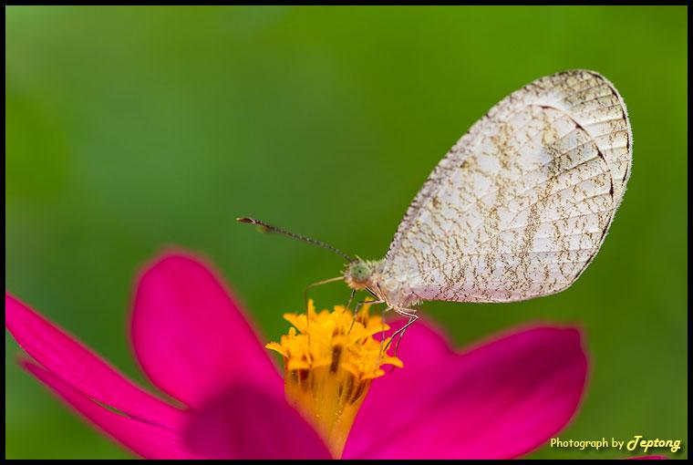 IMG 1851 ผีเสื้อขาวแคระ (Psyche, Leptosia nina) มาเกาะดอกบานชื่น
