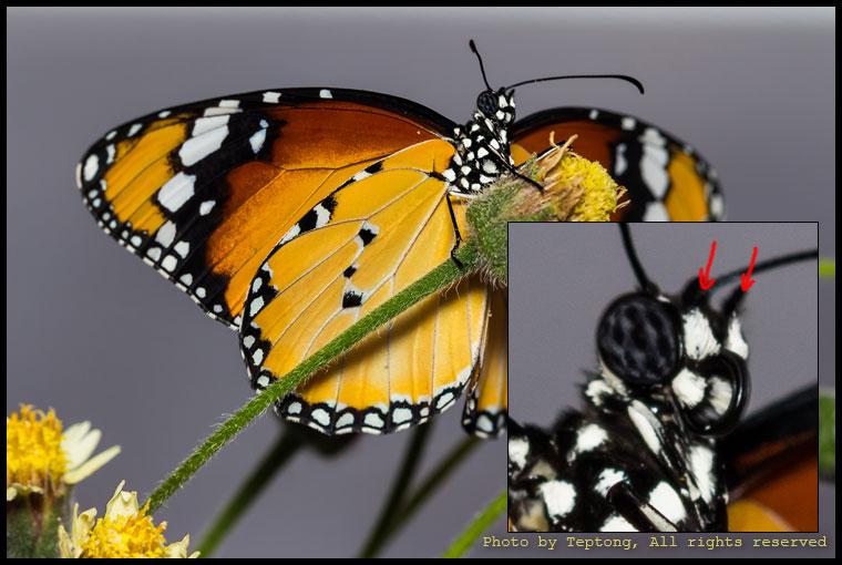 IMG 1902 ผีเสื้อหนอนใบรักธรรมดา (Plain Tiger, Danaus chrysippus) เป็นผีเสื้อวงศ์ขาหน้าพู่ จะเห็นว่าขา 2 ขาเปลี่ยนสภาพเป็นพู่อยู่ที่หน้าแทน เหลือขาไว้ใช้เพียง 4 ขา (ปกติแมลงจะมี 6 ขา)