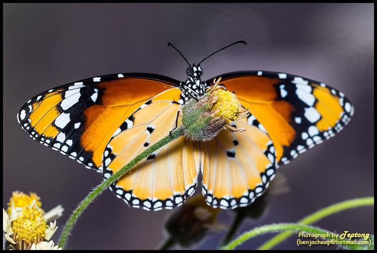 IMG 1909 ผีเสื้อหนอนใบรักธรรมดา (Plain Tiger, Danaus chrysippus) ด้านท้อง