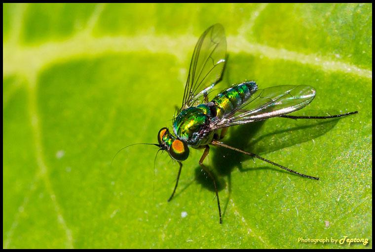 IMG 1919 แมลงวันขายาว (Long leg fly, Condylostylus) ดูรูปร่างคล้ายยุงแต่ตัวใหญ่กว่า จริงๆเป็นแมลงวันชนิดหนึ่ง
